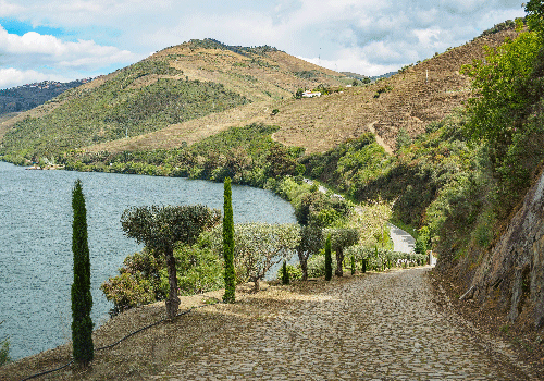 socalcos vale do Rio Douro