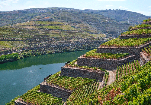 vinha socalcos Rio Douro
